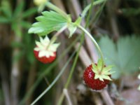 DSC03235