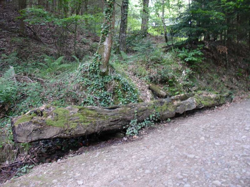 DSC04811.JPG