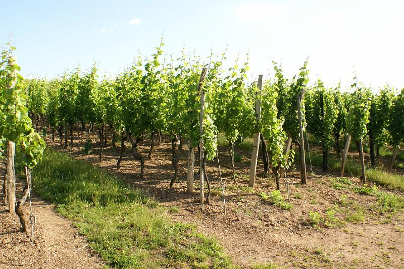 DSC02764.JPG - Vignoble classé   " Grands Crus "