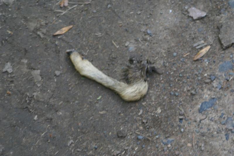 DSC02786.JPG - Véritable "pied de biche"