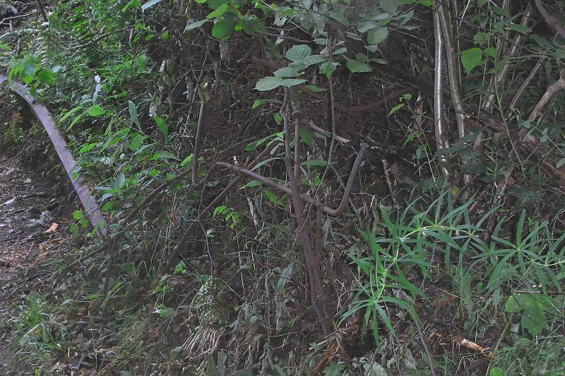 RIMG0398.JPG